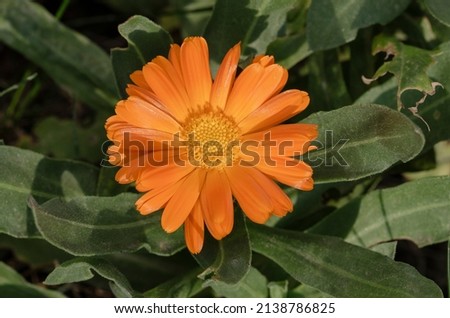 The marigold is an annual herbaceous plant, it rarely grows over the winter or biennially and usually reaches heights of growth of 30 to 50, rarely up to 70 centimeters Royalty-Free Stock Photo #2138786825