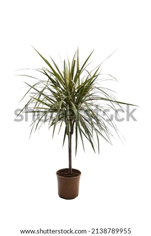 Dracena Marginata veya Dragon Tree Plant - beyaz zemin üzerine saksıda ev bitkisi. Bir tencereye bitki. Dracena Marginata Beyaz Arka Plan Üzerinde İzole Royalty-Free Stock Photo #2138789955