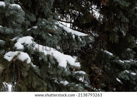 Textured branches of spruce trees, with the texture of pine needles and white snow. Coniferous trees, with the texture of spruce branches, a background of pine needles and snow.