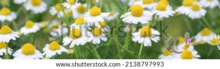 
Banner. Chamomile flower field. Camomile in the nature. Field of camomiles at sunny day at nature. Camomile daisy flowers in summer day. Chamomile flowers field wide background in sun light