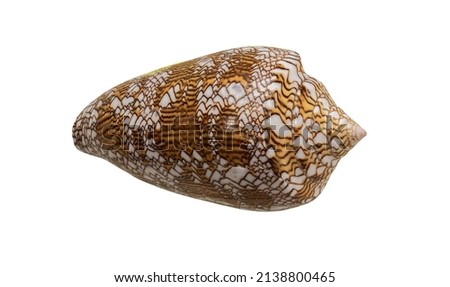 The Shell of the Sea Mollusk Conus Textile (Latin Name). View from Above. Isolated On White Background 