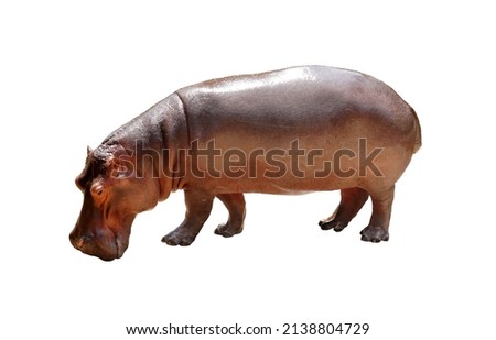 Cut out of a hippopotamus isolated on white background. The hippo bowed his head.