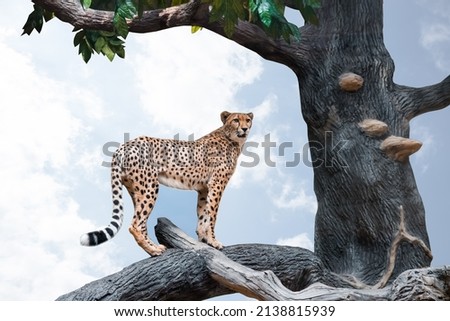 Cheetah on a tree indoors. On white background.