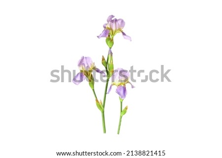 Beautiful lilac iris on a white background. Isolate, space for text, top view. Gift for a holiday to a woman and a girl.