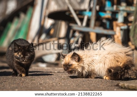 Small kittens search for the food. Homeless abandoned animals alone on the street concept background