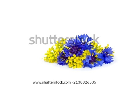 Flowers blue cornflowers and yellow flowers colza on a white background with space for text. Top view, flat lay