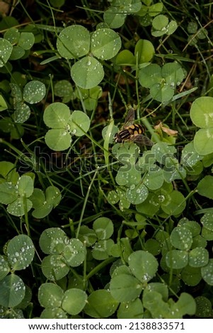 Fresh green clover covered in morning dew