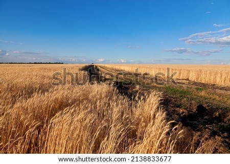 Tyre tracks across golden wheat field under blue sky in Ukraine.