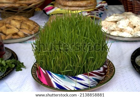 Green wheat sprouts as a symbol of spring in Tajikistan; Composition of traditional germinated wheat on the table for Navruz holiday