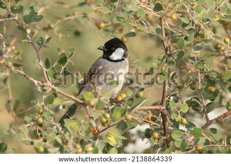 view of white cheeked bulbul perched on a tree branch Royalty-Free Stock Photo #2138864339