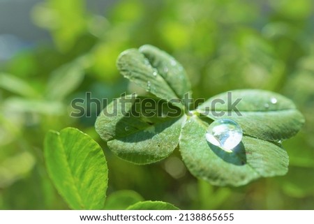 Four-leaf white clover with a shining ball of water on it
