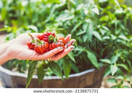 hands holding mini capsicum bell peppers in front of veggie plant outdoor in sunny vegetable garden shot at shallow depth of field