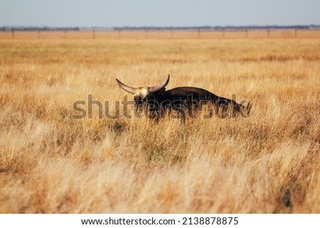 A bull with long horns stands knee-deep in yellow dry grass in a field. Light sky background.