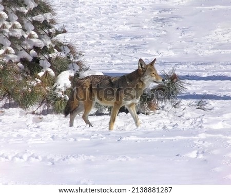 An exceedingly rare glimpse of a red wolf after a winter snowfall.   Royalty-Free Stock Photo #2138881287