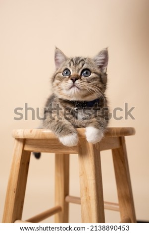 Curious cute young british shorthair and ragdoll mix kitten sitting on wooden stool. Taken in studio, with warm beige background. Young striped multi-coloured cat. 