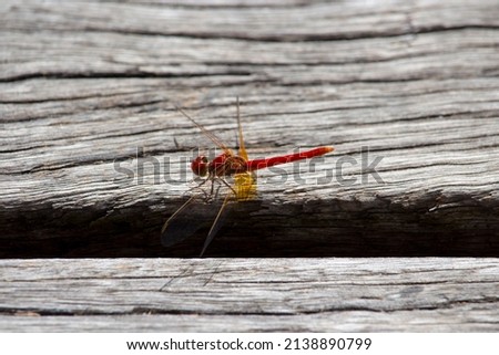Red dragonflies, also known as Scarlet Percher dragonflies, or Jarloomboo to the Gooniyandi, announce the start of Moonnggoowarla—the dry season and cold weather time usually autumn in  west Australia
