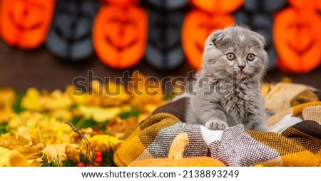 Small gray kitten with hanging ears lying in a checkered plaid on yellow autumn foliage next to rowan berries. Place for text. Stretched panoramic image for banner
