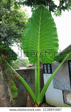  The exotic taro giant leaves or giant elephant ear are usually planted in Bali as decoration plant. 