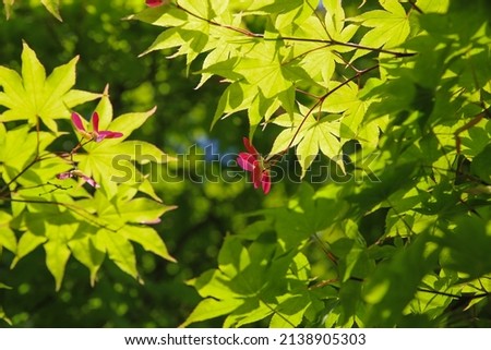 Young leaves of Japanese maple in the precincts of early summer at Kajuji Temple