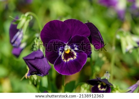 Close up Viola flowers blooming in the garden with a blurred background in spring. selective focus