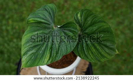 Heart shaped bicolors leaves of Philodendron plowmanii the rare exotic rainforest plant with forest ferns and various types of tropical foliage plants in ornamental garden Royalty-Free Stock Photo #2138922245
