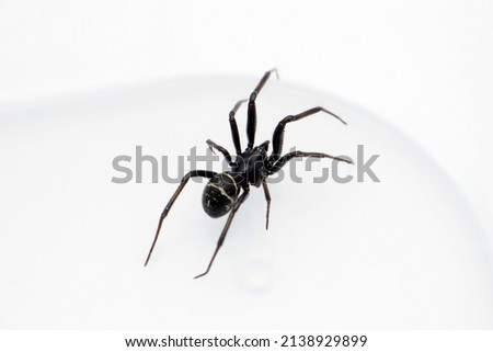 False black widow spider , Steatoda species, Satara, Maharashtra, India 