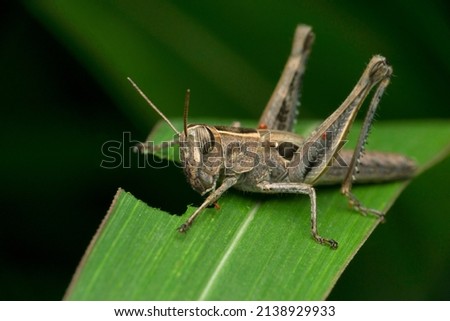 Parasitic mites on American grasshopper, Schistocerca americana, Satara, Maharashtra, India