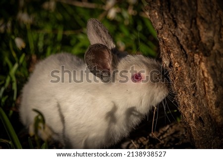 Young rabbits in green grass with snowflake flower and sunrise light