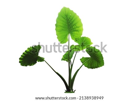 Elephant ear plant growth with big leaf isolated on white background, clipping path effected