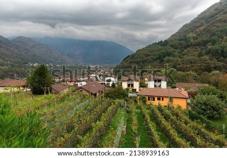 vineyard in the village against the background of mountains Switzerland