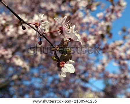 Beautiful spring flowers tree in a colorful blurred background