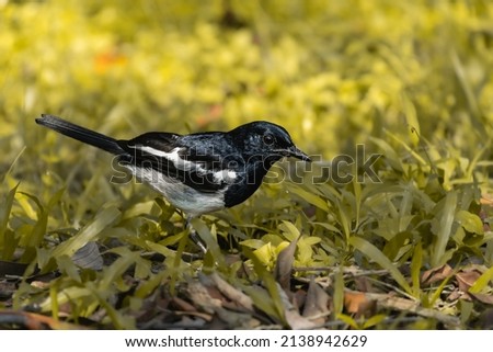 close-up of oriental magpie robin bird perching on field