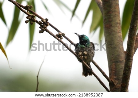 Bronzy sunbird sit on the branch. Sunbird from Bwindi national park. African ornithology.