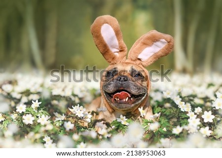 Smiling Easter French Bulldog dog with rabbit costume ears between spring flowers Royalty-Free Stock Photo #2138953063