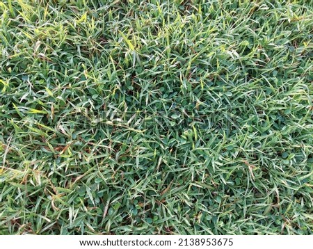 a picture of grass on a football field that looks fresh green which is usually used for the production of wallpapers with refreshing colors