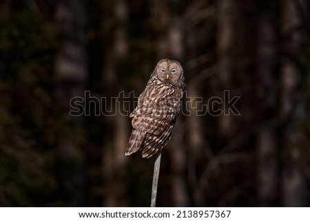 Ural Owl, Strix uralensis, sitting on tree branch, in green leaves oak forest, Wildlife scene from nature. Habitat with wild bird. Owl in the spruce tree forest habitat, Sumava NP,  Czech Republic. 