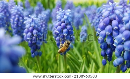 Bee on a grape hyacinth. Grape hyacinths background. Blue grape hyacinth. Blue floral background. Royalty-Free Stock Photo #2138960583