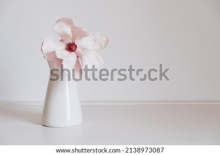 Beautiful fresh pastel pink magnolia flower in full bloom in vase against white background. Spring still life. Copy space for text.