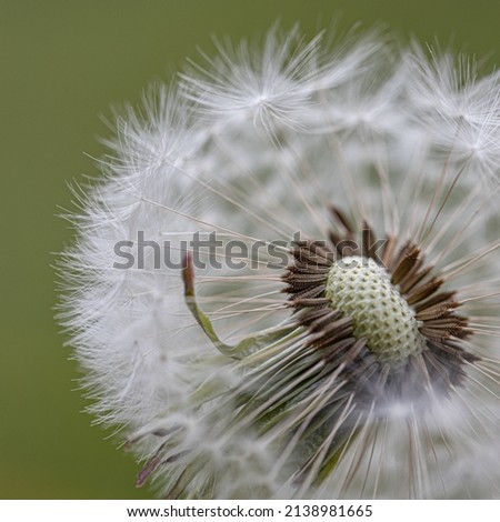 white seeds dandelion flowers (Taraxacum officinale). Dandelions field background on spring sunny day. Blooming dandelion. plant Taraxacum officinale at the time of mass flowering. Royalty-Free Stock Photo #2138981665