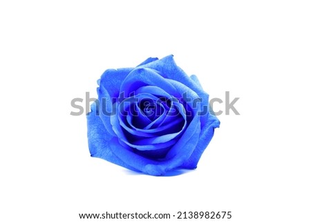 blue rose isolated on white background.