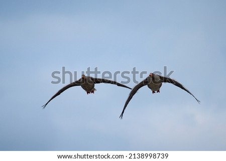 A pair of greylag geese flying                          