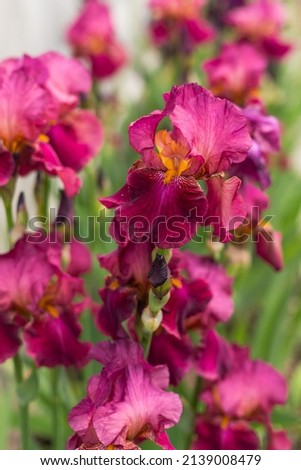 Violet blooming iris flowers closeup on green garden background. Sunny day. Lot of irises. Large cultivated flowerd of bearded iris (Iris germanica). Blue and violet iris flowers are growing Royalty-Free Stock Photo #2139008479