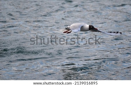 A seagull flying over the sea