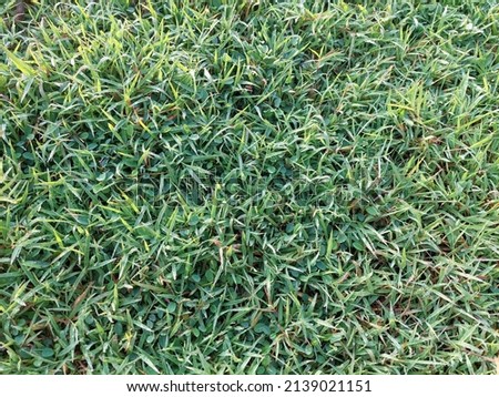 a picture of grass on a football field that looks fresh green which is usually used for the production of wallpapers with refreshing colors