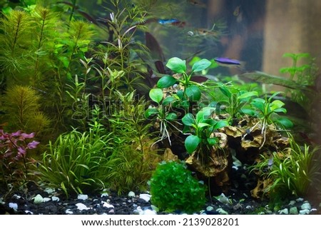 Beautiful tropical freshwater aquarium with plants, moss and fish