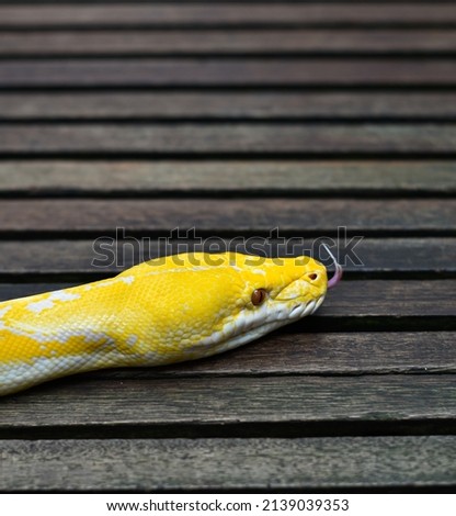 Selective focus of picture head Reticulated albino python Snake, isolated 