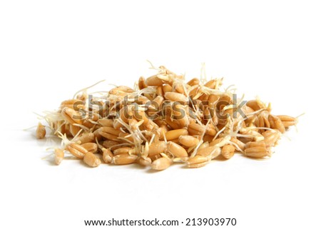 Wheat germs on a white background Royalty-Free Stock Photo #213903970
