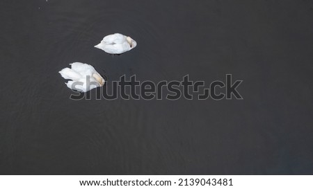 Top view of two white swans flock in summer water.. Beautiful white swans floating on the water. in search of food. selective focus. High quality photo