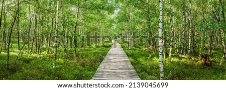 Boardwalk through the Carpathian birch forest in the Red Moor in the Hessian Rhön Royalty-Free Stock Photo #2139045699