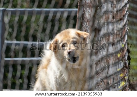 A dog behind wire mesh